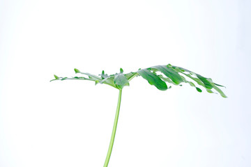 philodendron xanadu summer tropical plant leaf the tropical evergreen vine on white background
