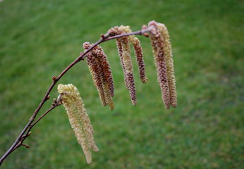 Haselnuß Blüte