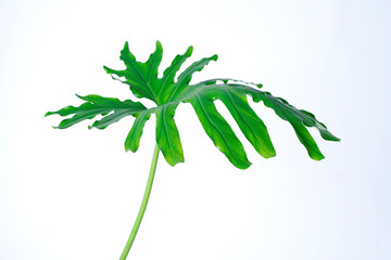 philodendron xanadu summer tropical plant leaf the tropical evergreen vine on white background