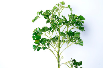 Polyscias summer tropical plant leaf the tropical evergreen vine on white background
