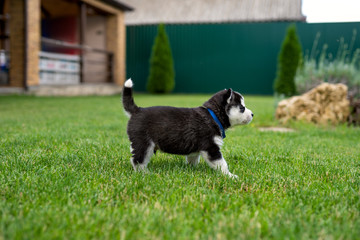 A little husky puppy walks on grass in the yard