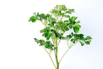 Polyscias summer tropical plant leaf the tropical evergreen vine on white background