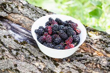 White bowl with delicious ripe juicy mulberry stands on a tree branch in the open air