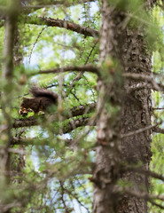 Brown squiller in the forest on a branch, wild animal