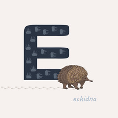 Vector illustration. Blue letter E with echidna's footprints, a cartoon echidna. Animal alphabet.