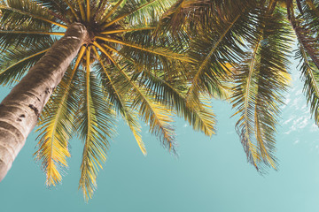 Fototapeta premium Copy space of tropical palm tree with sun light on sky background.