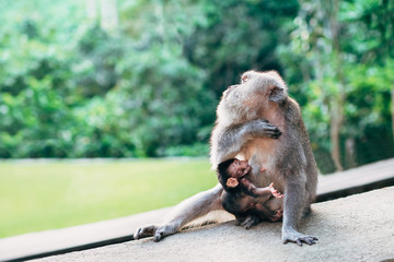 The adult monkey feeds the baby milk