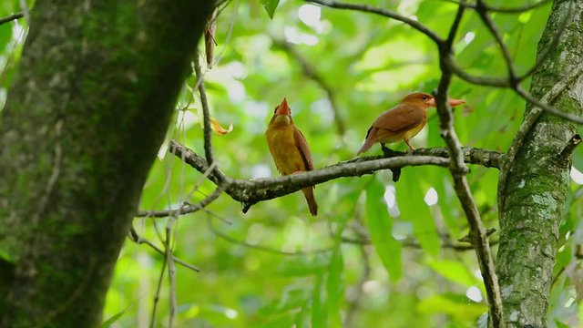Pair of ruddy kingfisher in hd video. Female and male ruddy kingfisher perching on the same branch of mangrove forest in breeding season  at phang nga Thailand.