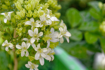 white flowers of a tree