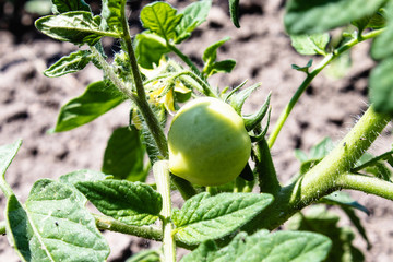 Fototapeta premium green fresh tomatoes on green stalks growing on a vine in the garden.