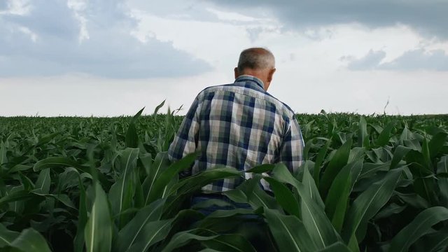 Rear View Of Senior Farmer Walking In Corn Field Examining Crop.