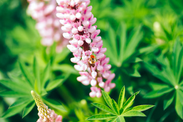 Bumblebee collecting pollen from the flowers of purple lupine