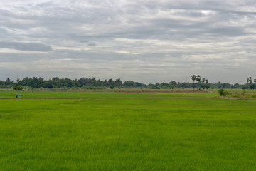 Fototapeta premium landscape with green field and blue sky