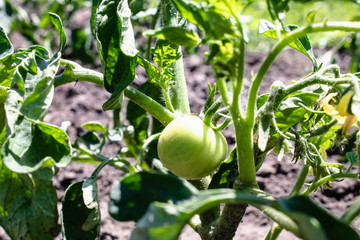 green fresh tomatoes on green stalks growing on a vine in the garden.