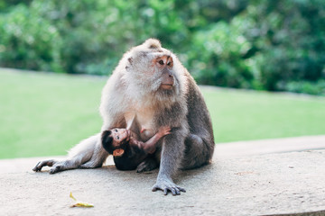 macaque and her baby