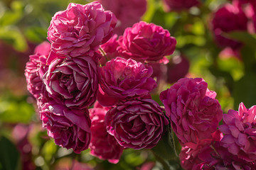 garden rose in the botanical garden