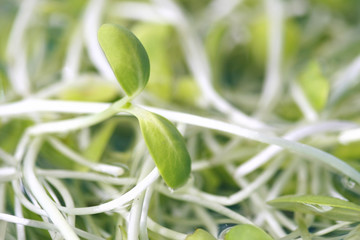 Fresh Sunflower seedlings , Microgreen Organic