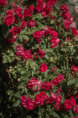 garden rose in the botanical garden