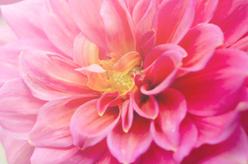 Beautiful blurred pink chrysanthemum with blurred background