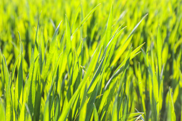 Green wheat field on spring day, closeup
