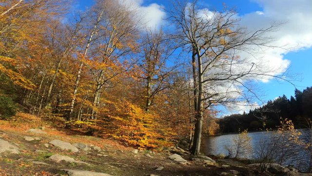 291 Beautiful Yellow autumn trees in the forest