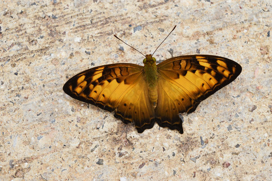 Vagrant (Vagrans sinha sinha) butterfly on rock, Brown with yellow and black pattern on wing of tropical insect on gray stone, Thailand