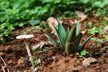 White mushroom and small pineapple tree on dirt land, Different species of plants in tropical areas