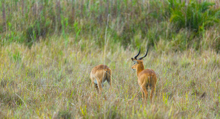 Puku (Kobus vardonii), Kasanka National Park, Serenje, Zambia, Africa