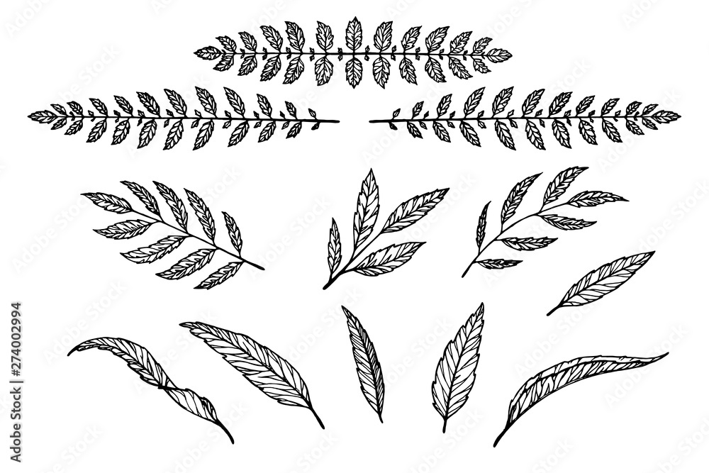 Fototapete text separator set of leaves and branches linear pattern