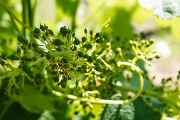 Green, immature, young grapes in the vineyard, grapes, growing vines in the yard