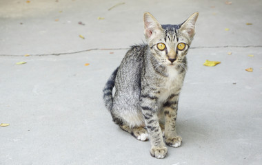 Grey and black Thai cat has long ear very thin sitdown on floor at temple.It 's castaway,sportive and cute pet,kitten animal