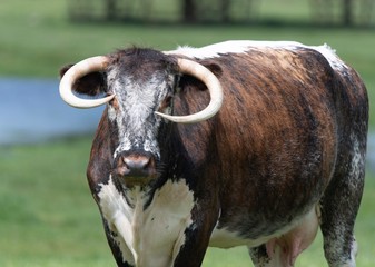 Close up photo of Longhorn Cattle in the UK