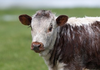 Close up photo of Longhorn Cattle in the UK 