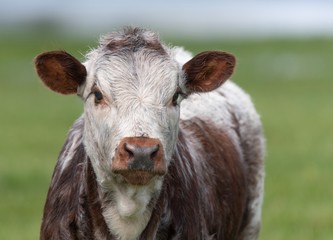 Close up photo of Longhorn Cattle in the UK