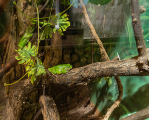 green frogs in a small terrarium with lighting