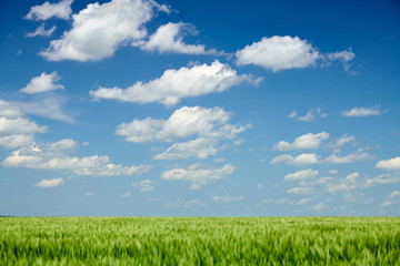 Fototapeta premium Green wheaten sprouts in the field and cloudy sky. Bright spring landscape.