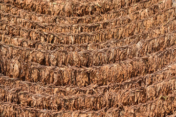 Turkey and Virginia green tobacco leaves are collected before being sun dried or dried. To be processed into cigarettes