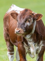 Close up photo of Longhorn Cattle in the UK