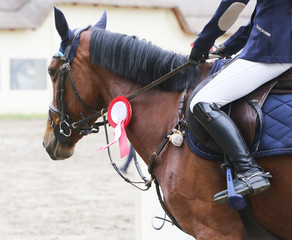 Head shot closeup of a beautiful award winner racehorse