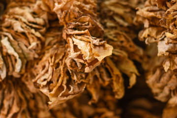 Turkey and Virginia green tobacco leaves are collected before being sun dried or dried. To be processed into cigarettes