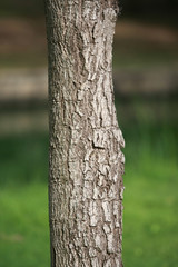 Fototapeta premium Tree texture pattern background , Wooden texture closeup