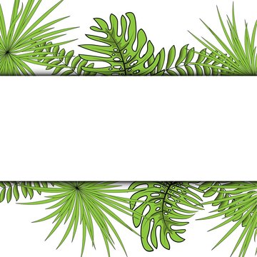 Palm Leaf on a white background Vector Illustration EPS 10.