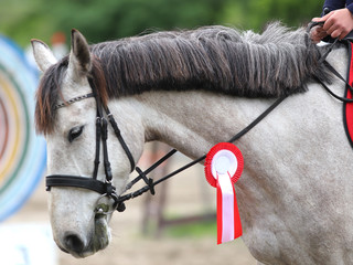 Head shot closeup of a beautiful award winner racehorse