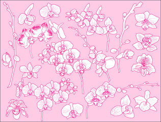 orchid blooms and branches red outlines isolated on red