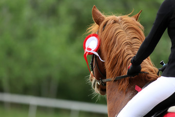 Head shot closeup of a beautiful award winner racehorse