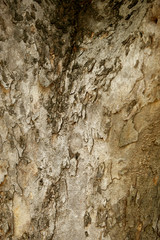 Tree texture pattern background , Wooden texture closeup