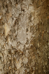Tree texture pattern background , Wooden texture closeup
