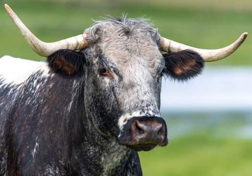 Close up photo of Longhorn Cattle in the UK