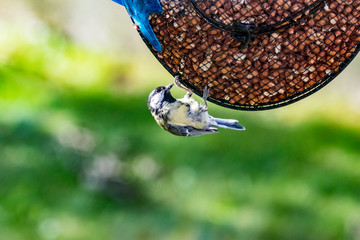 blue tit on feeder © Alvaro