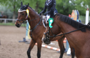 Head shot closeup of a beautiful award winner racehorse